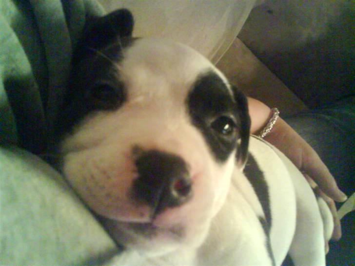 Blanding af racer Munnie billede 2