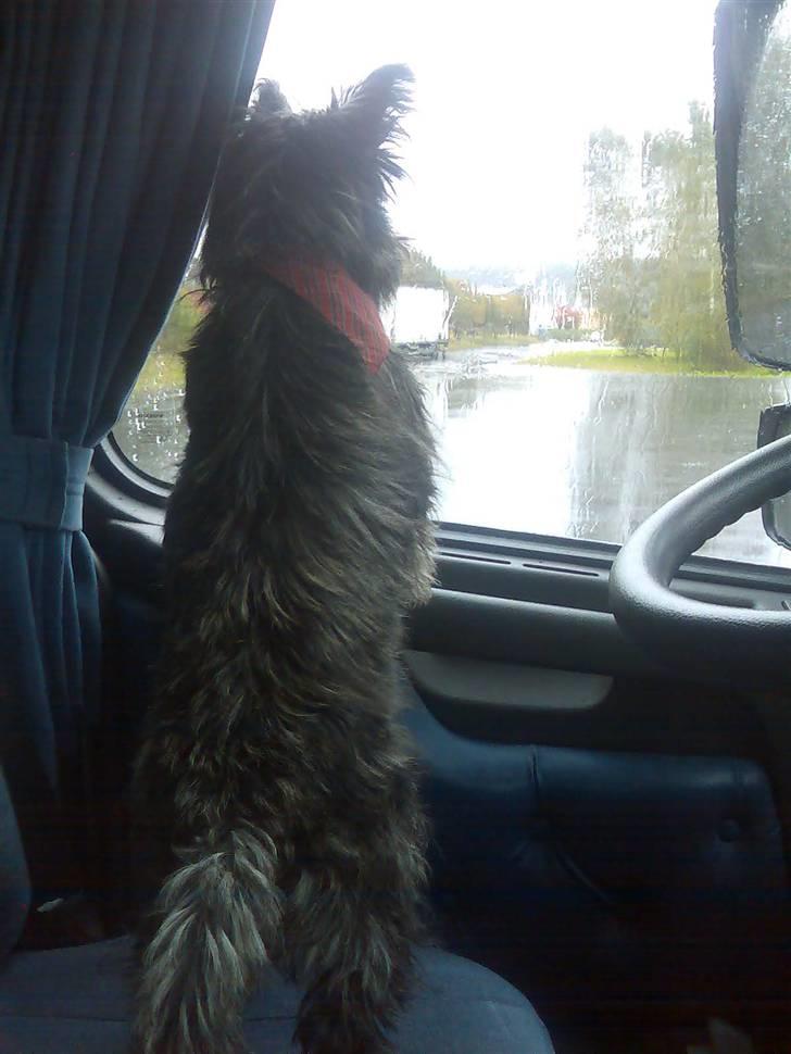 Cairn terrier bella - hvor gik far nu hen ???? billede 5