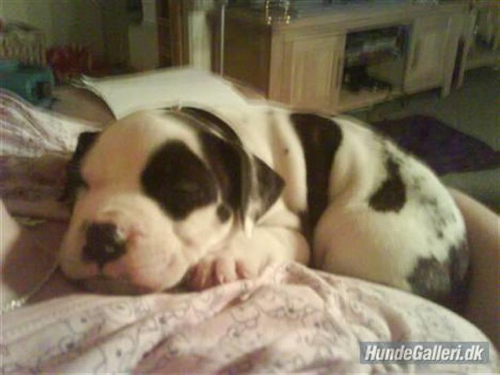 Blanding af racer Munnie billede 3