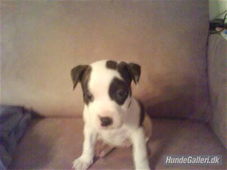 Blanding af racer Munnie billede 4