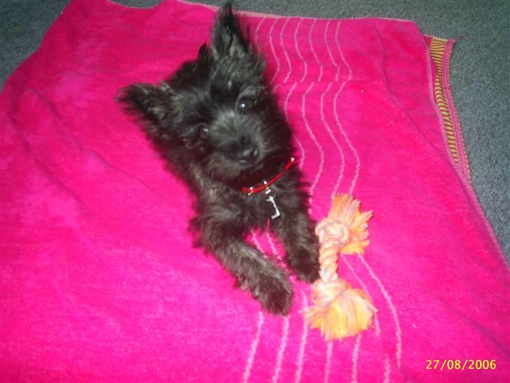 Cairn terrier bella - er jeg ikke dejlig?? billede 6