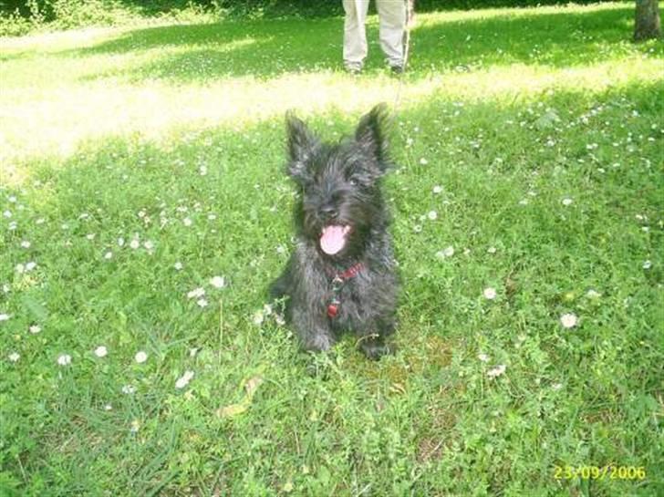 Cairn terrier bella - je suis en la france ( så jeg i frankrig ) billede 7
