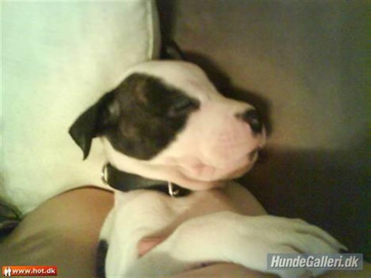 Blanding af racer Munnie billede 5