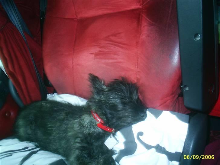 Cairn terrier bella - middagslur åh jeg elsker det  billede 8