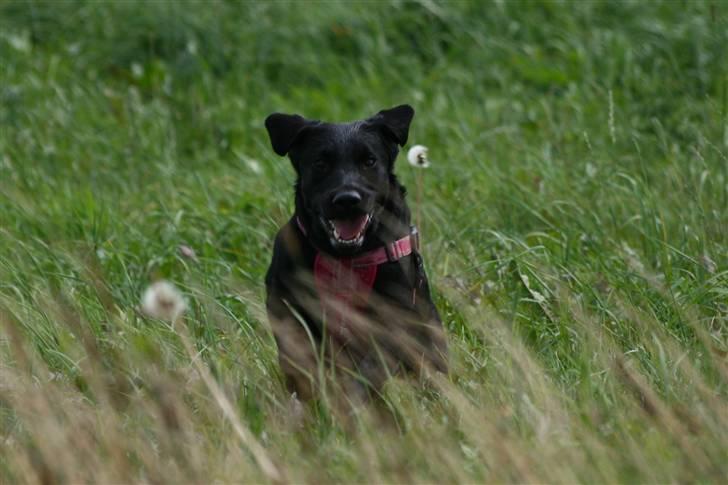 Labrador retriever Nynne ;-) billede 4