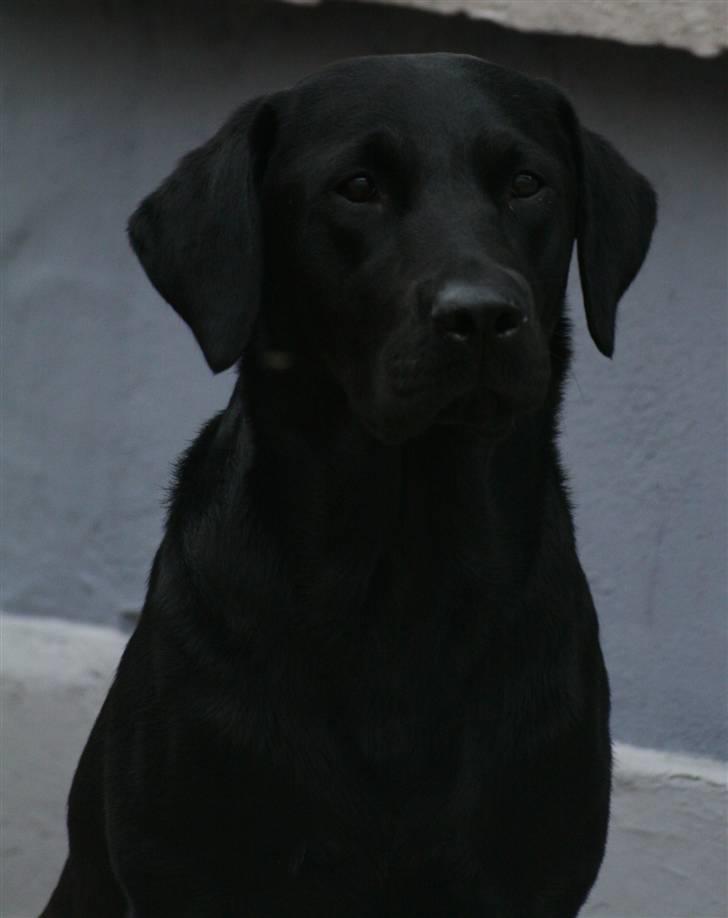 Labrador retriever Nynne ;-) billede 5