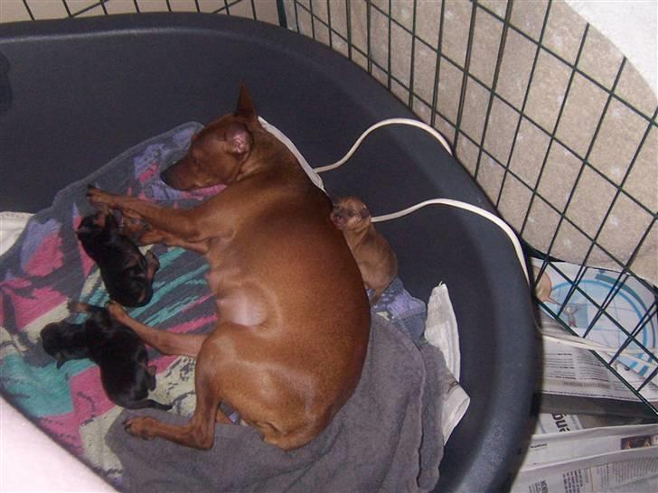 Dvaergpinscher Chanti - Chanti´s 3 sunde hvalpe 1 1/2 dage gammel. billede 14