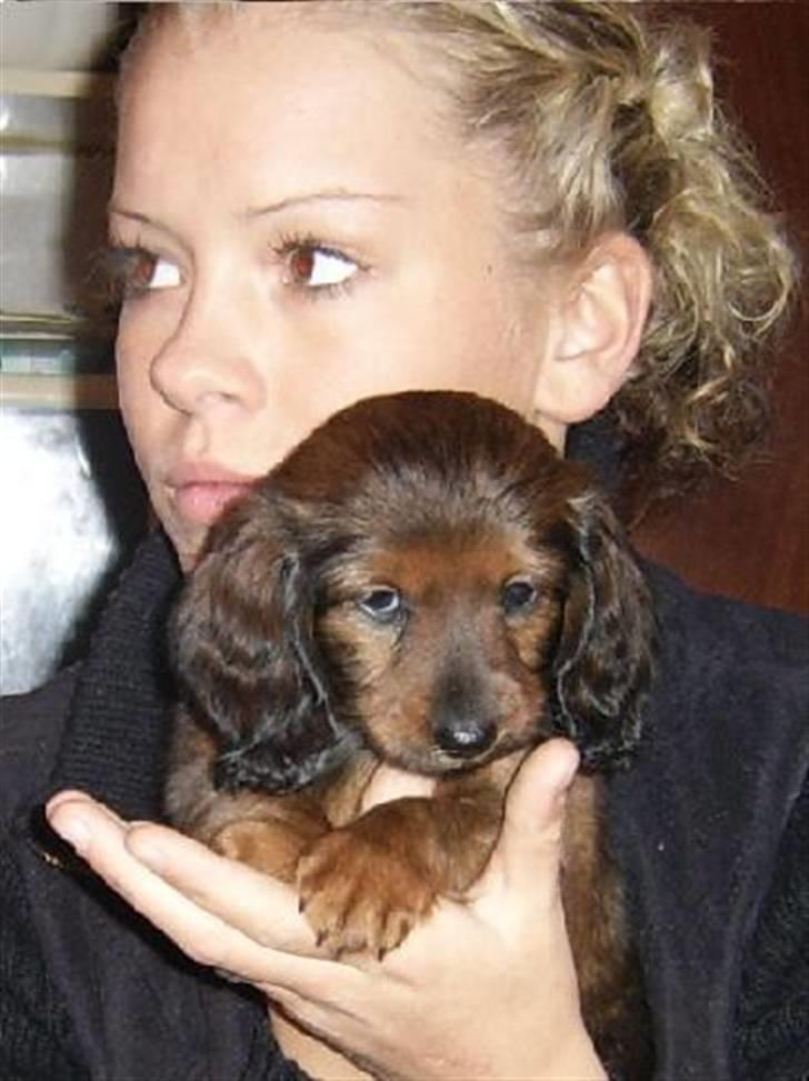 Dværggravhund Miss Celina "cille" billede 1