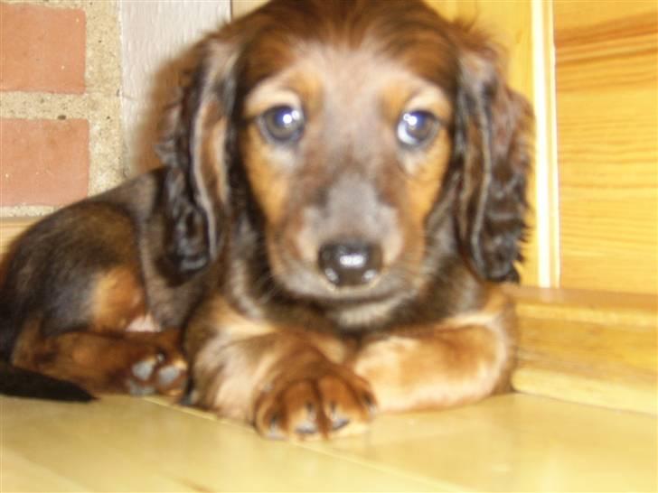 Dværggravhund Miss Celina "cille" billede 2