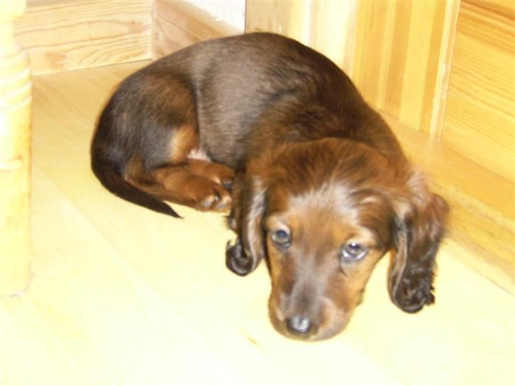 Dværggravhund Miss Celina "cille" billede 3