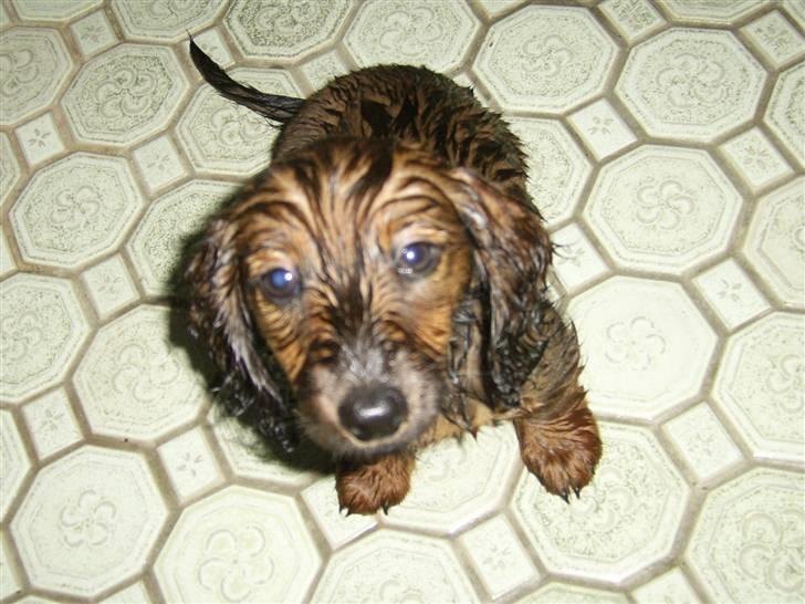 Dværggravhund Miss Celina "cille" billede 4