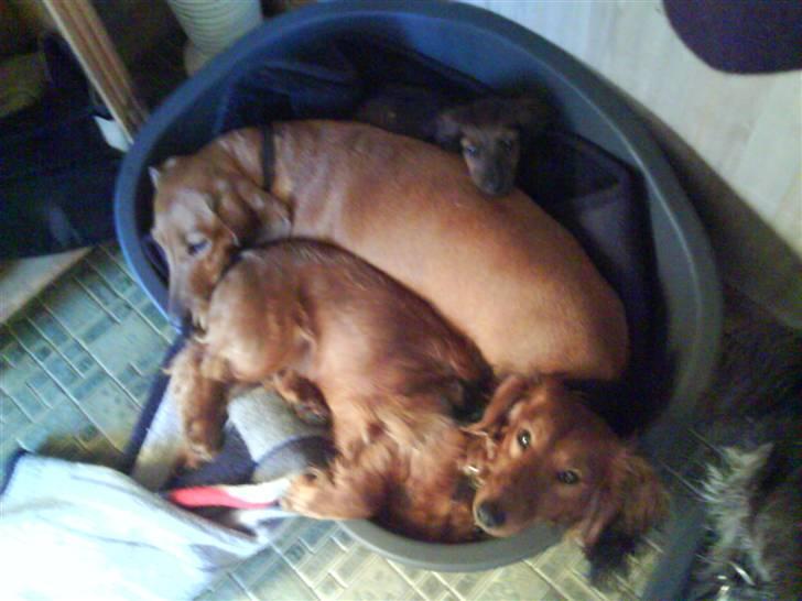 Dværggravhund Miss Celina "cille" billede 5