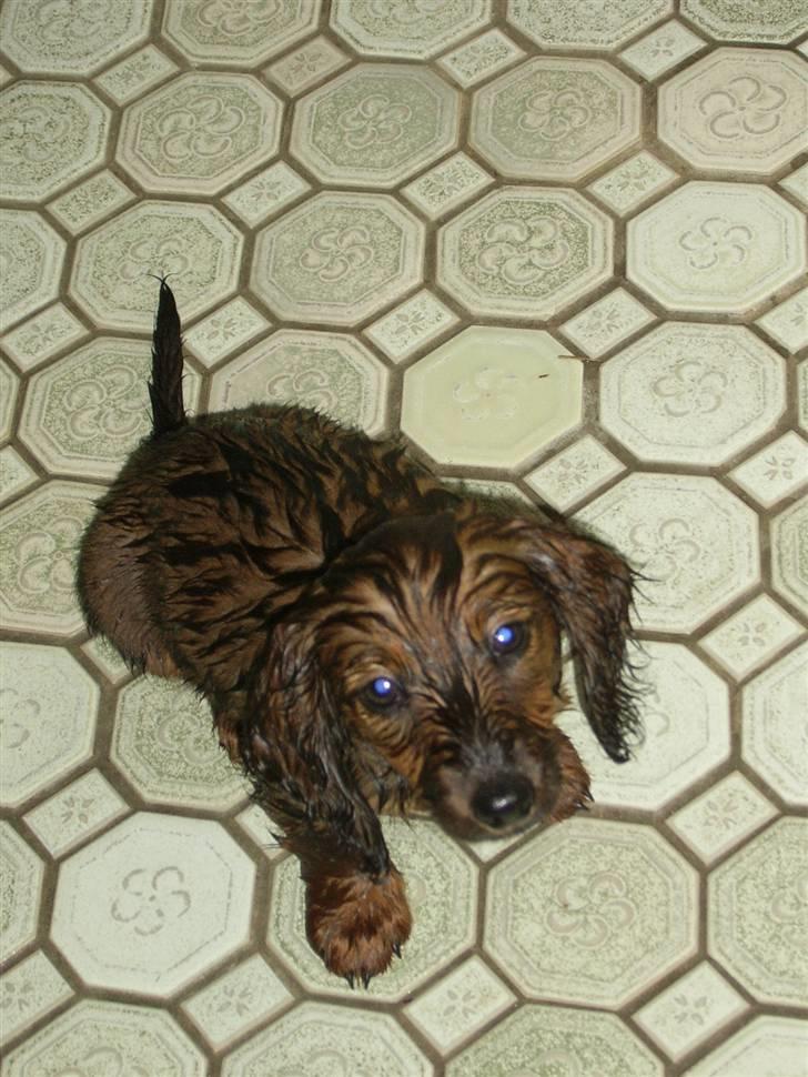 Dværggravhund Miss Celina "cille" billede 6