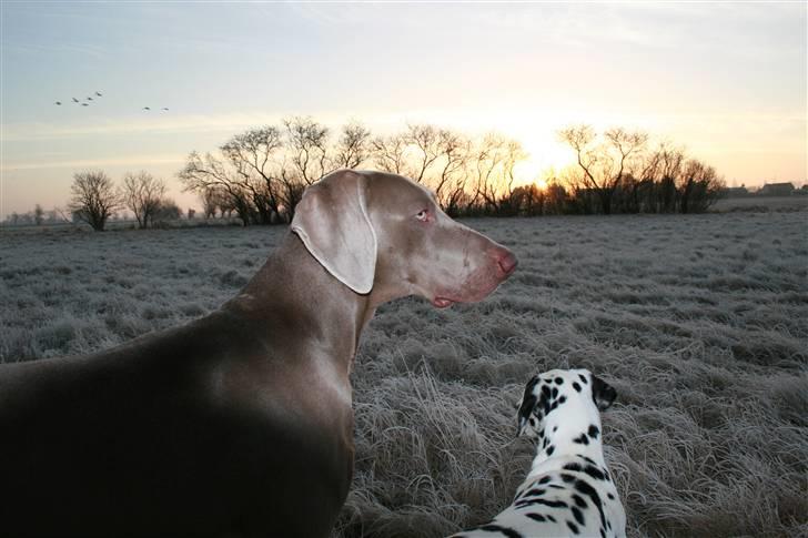 Weimaraner Merlin - En smuk decembermorgen billede 17