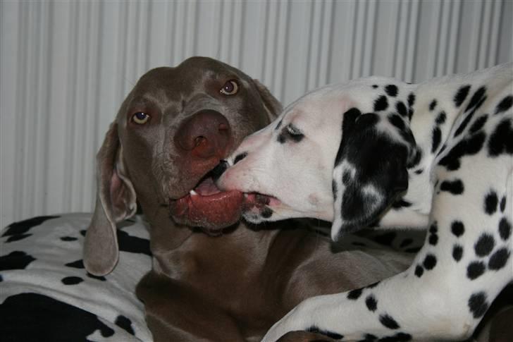 Weimaraner Merlin - Merlin med sin nye lillesøster billede 18