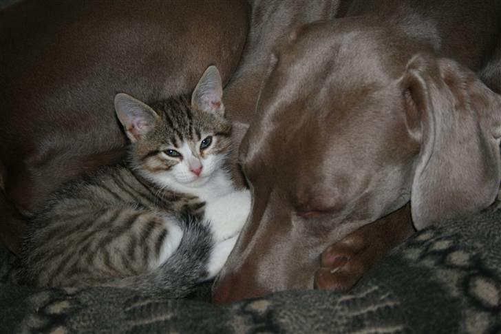 Weimaraner Merlin - Det KAN rent faktisk lade sig gøre at tilvænne en 1½-årig jagthund til kat!!! billede 19