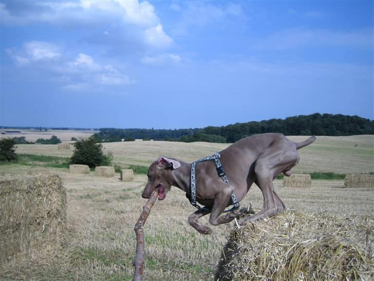 Weimaraner Merlin - Jubiii...ude at lege med far billede 20