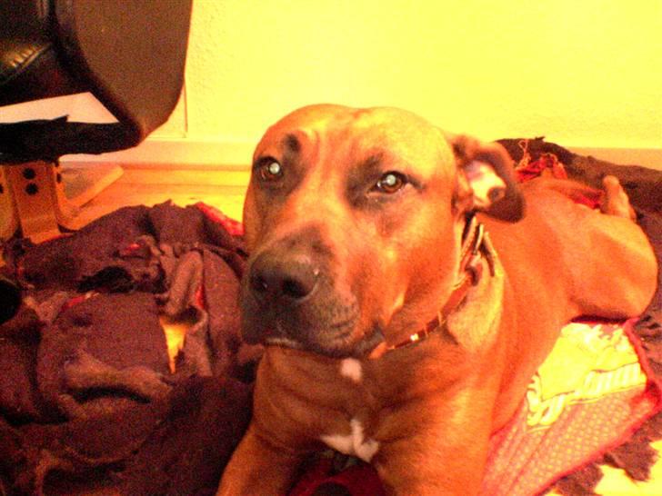 Amerikansk staffordshire terrier Django - aarh come on... bare ET lårben mere billede 7