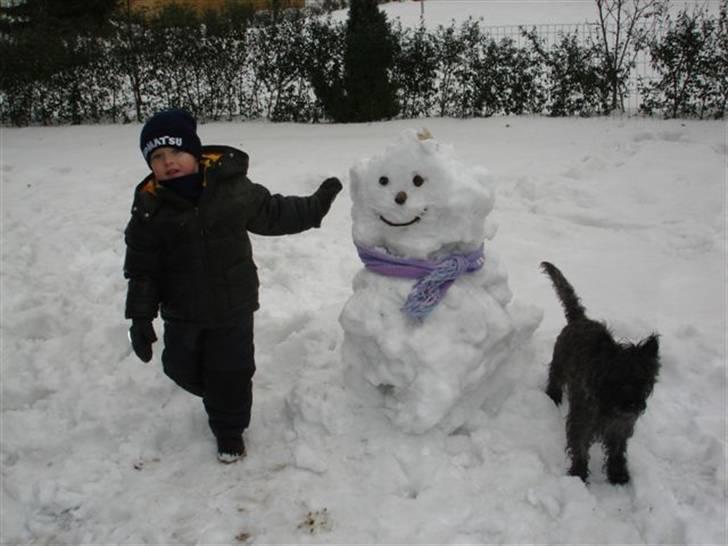 Cairn terrier Topper billede 8