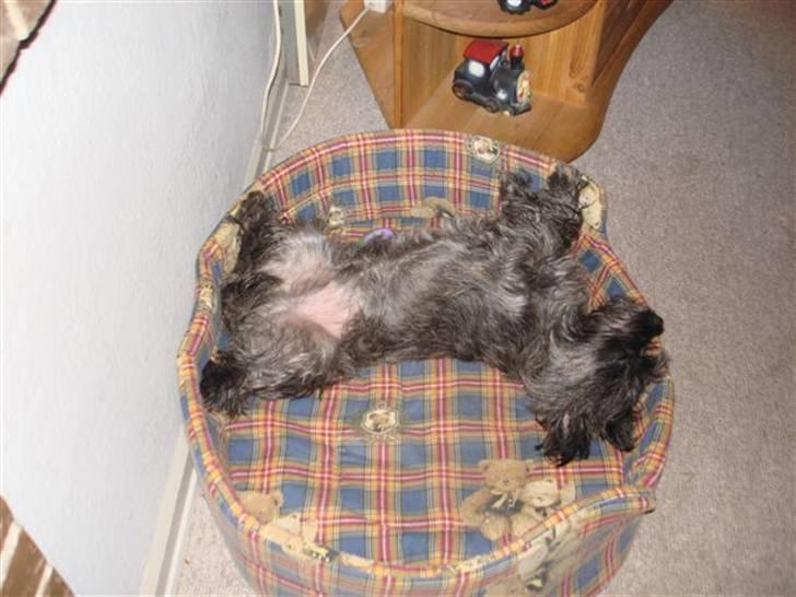 Cairn terrier Topper billede 9