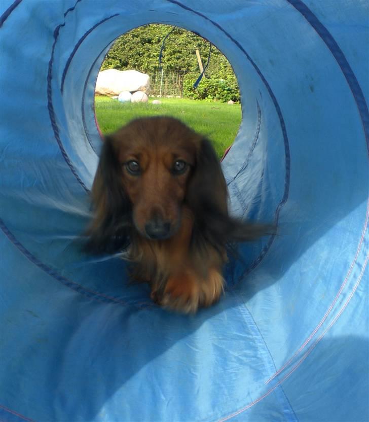 Dværggravhund Oskar billede 11