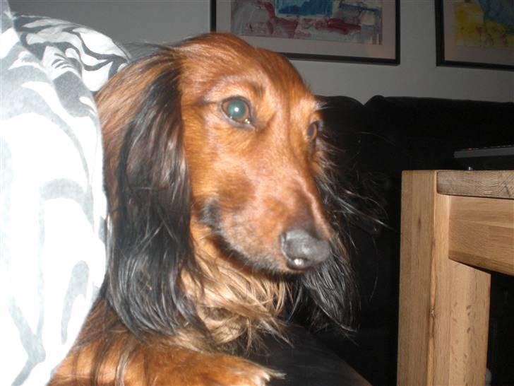 Dværggravhund Oskar billede 12