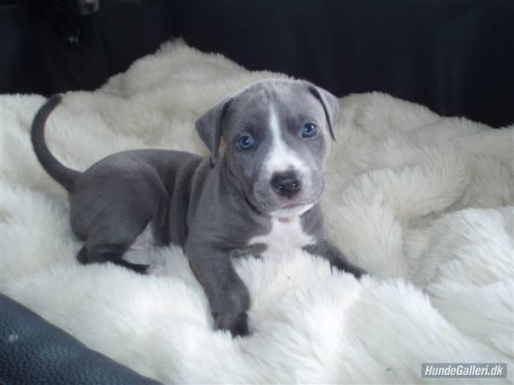 Amerikansk staffordshire terrier Alonso billede 1