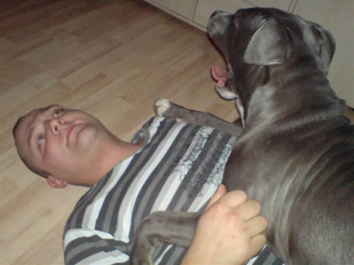 Amerikansk staffordshire terrier Alonso billede 2