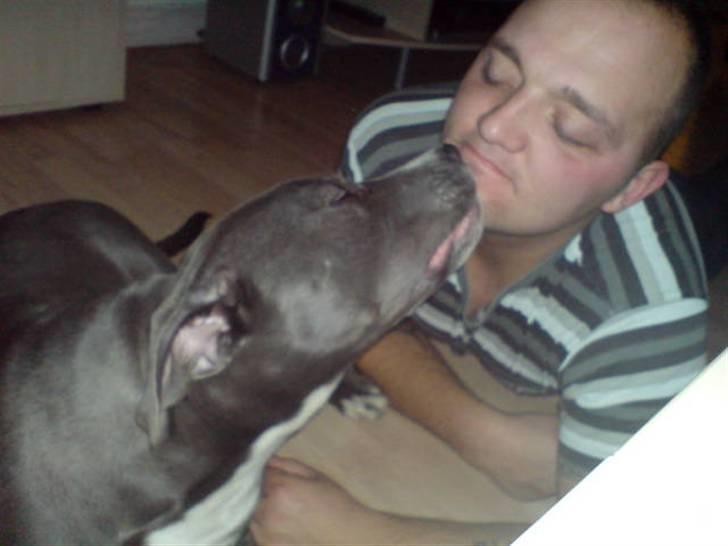 Amerikansk staffordshire terrier Alonso billede 3