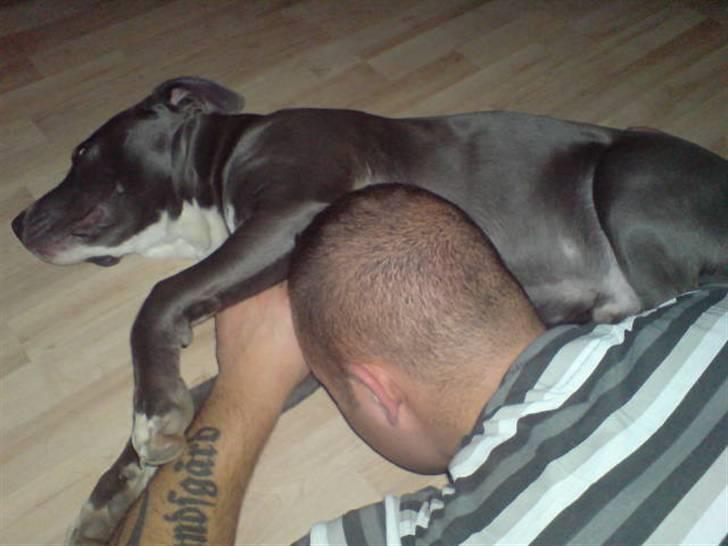 Amerikansk staffordshire terrier Alonso billede 4