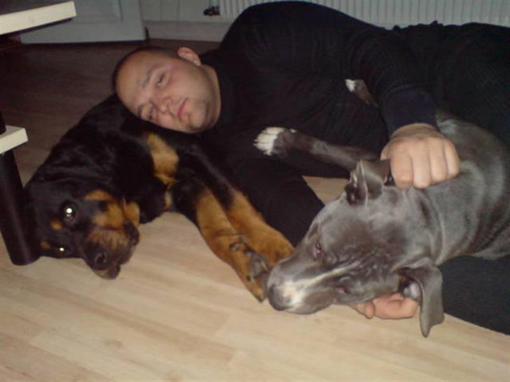 Amerikansk staffordshire terrier Alonso billede 5