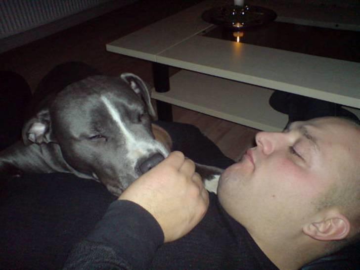 Amerikansk staffordshire terrier Alonso billede 6