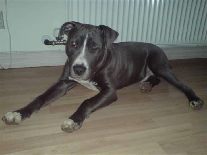 Amerikansk staffordshire terrier Alonso billede 7