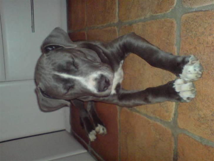 Amerikansk staffordshire terrier Alonso billede 8