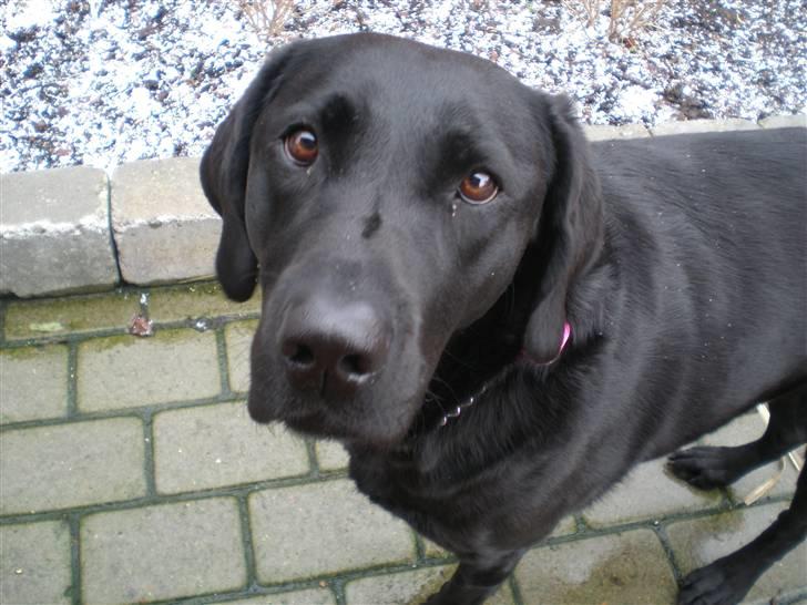 Labrador retriever Sweetwater's Bufftown DØD - Hva´ Så´ Du´ ?  billede 1