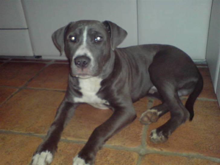 Amerikansk staffordshire terrier Alonso billede 9