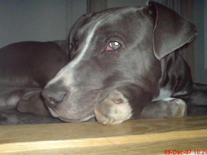 Amerikansk staffordshire terrier Alonso billede 10