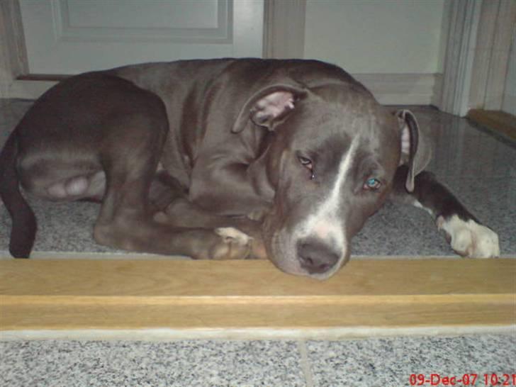 Amerikansk staffordshire terrier Alonso billede 11