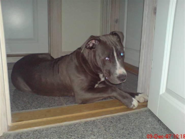 Amerikansk staffordshire terrier Alonso billede 12