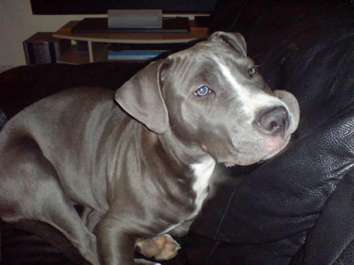 Amerikansk staffordshire terrier Alonso billede 13