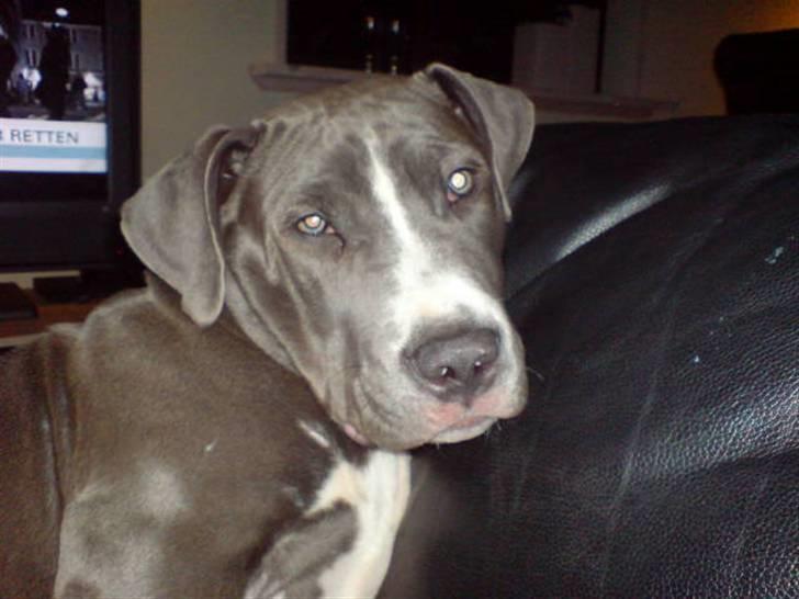 Amerikansk staffordshire terrier Alonso billede 14