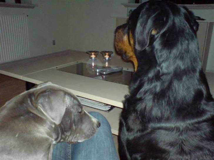 Amerikansk staffordshire terrier Alonso billede 15