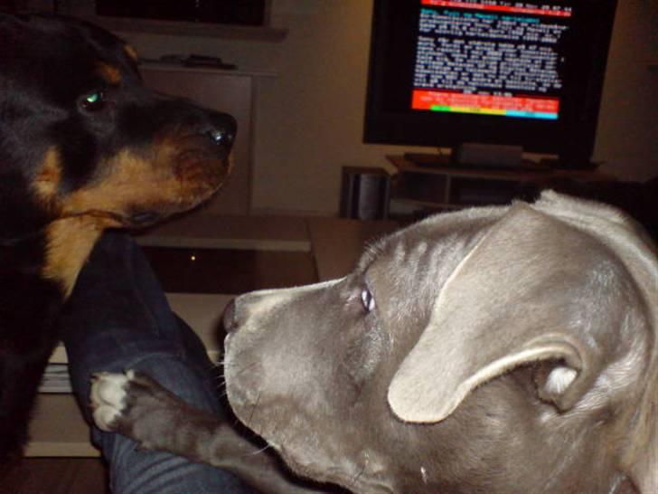 Amerikansk staffordshire terrier Alonso billede 16