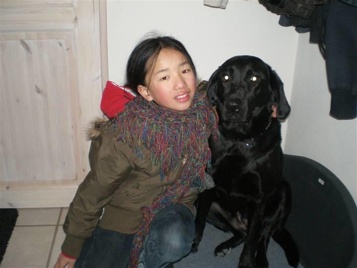 Labrador retriever Sweetwater's Bufftown DØD - Mille kan ikke helt forstå hvorfor hun ikke kan drikke af fuglebadet idag<3 Det er STIV frossen! billede 2