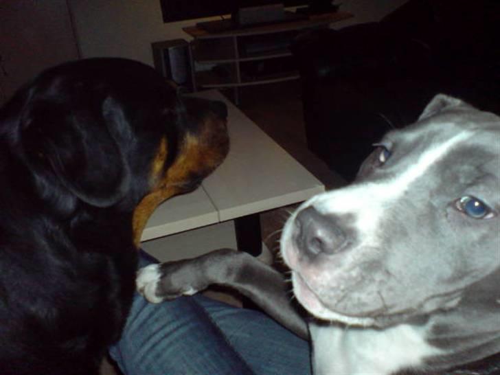 Amerikansk staffordshire terrier Alonso billede 17