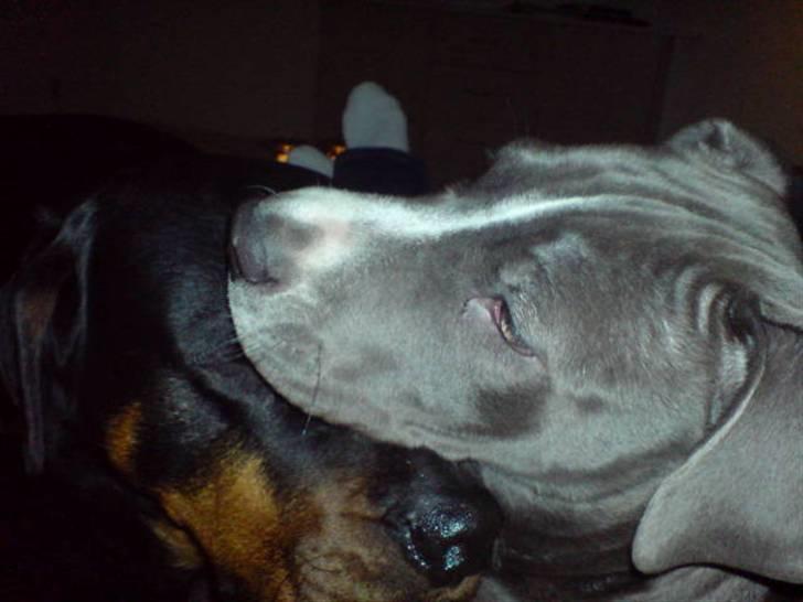 Amerikansk staffordshire terrier Alonso billede 18