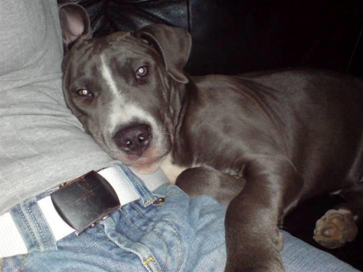 Amerikansk staffordshire terrier Alonso billede 19