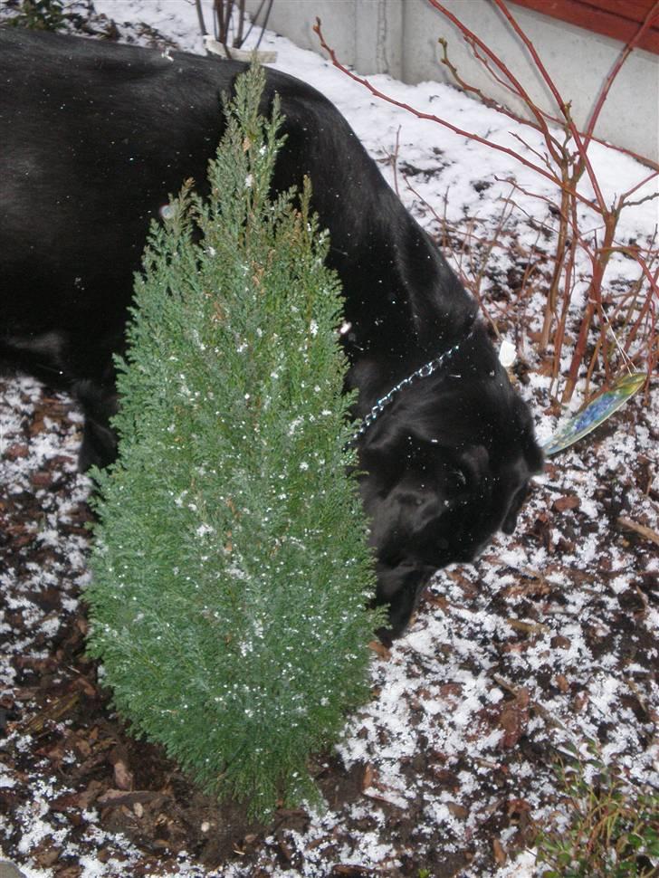 Labrador retriever Sweetwater's Bufftown DØD - *SNIF!* *SNIF!* billede 3