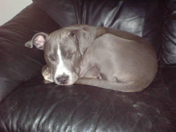 Amerikansk staffordshire terrier Alonso billede 20