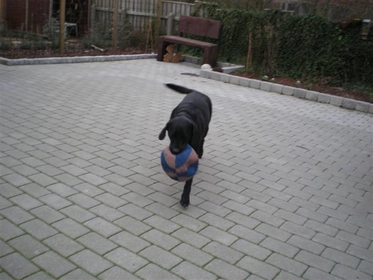 Labrador retriever Sweetwater's Bufftown DØD - Se lige hvad jeg HAR! billede 4